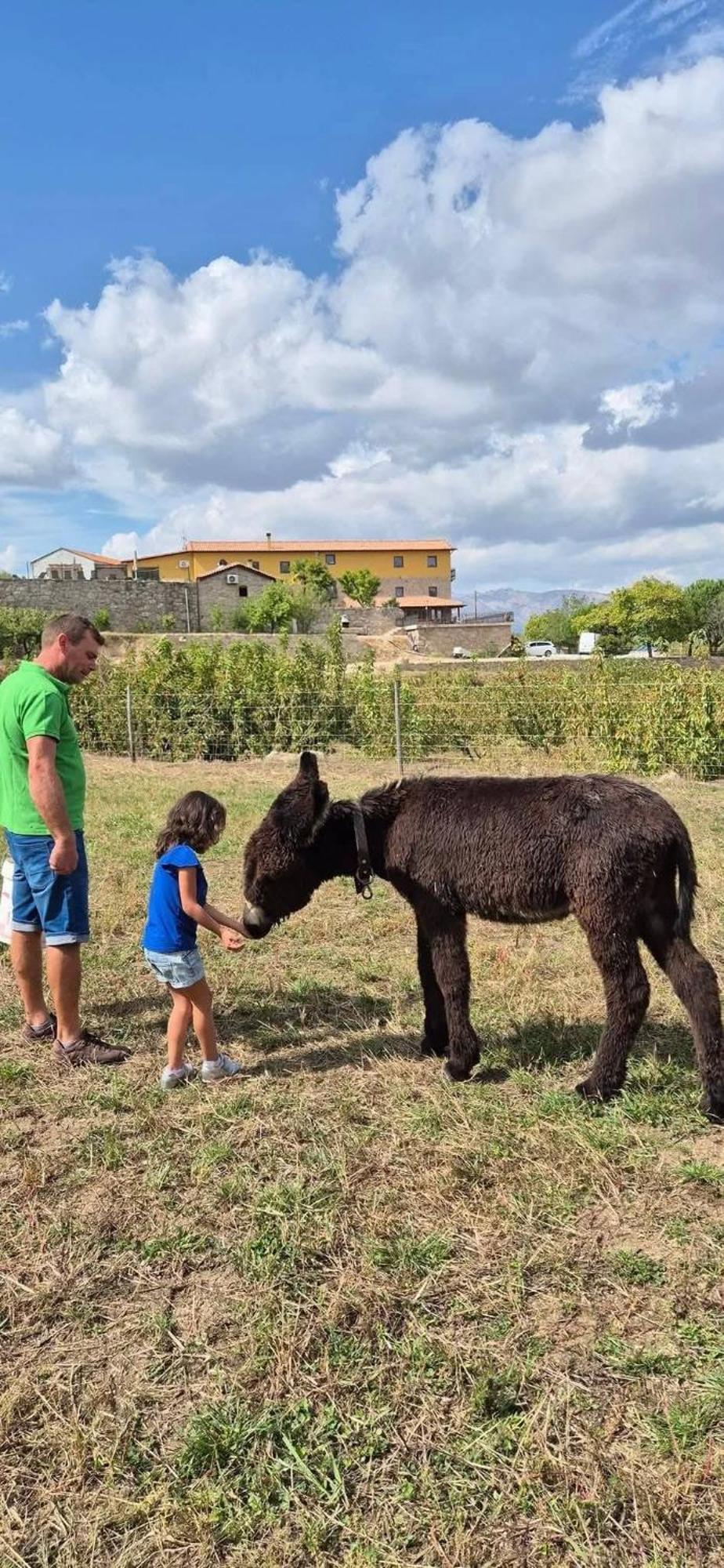 Вилла Quinta Do Limite - Casa Do Campones Ковильян Экстерьер фото
